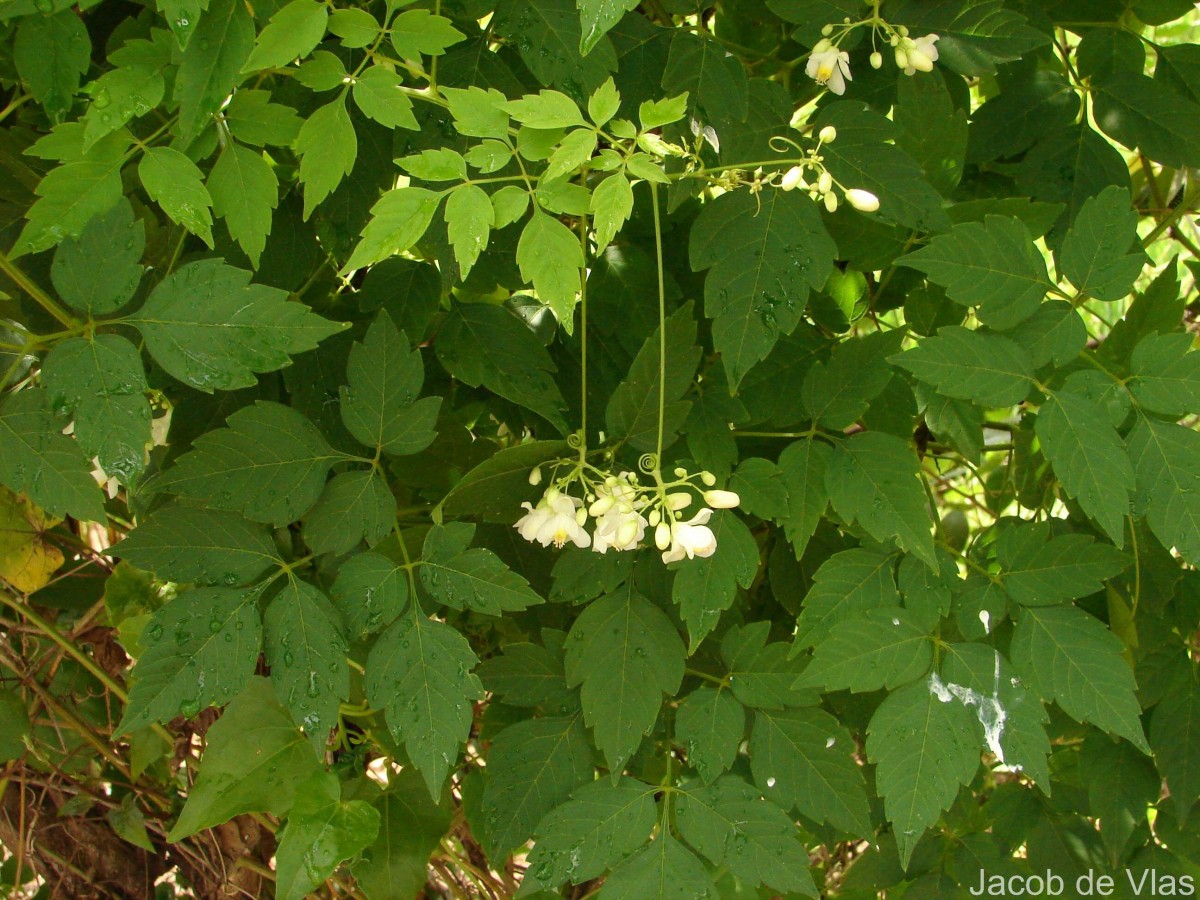 Cardiospermum grandiflorum Sw.